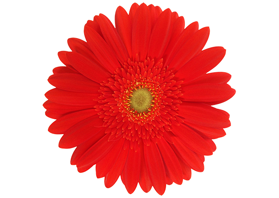Red explosion