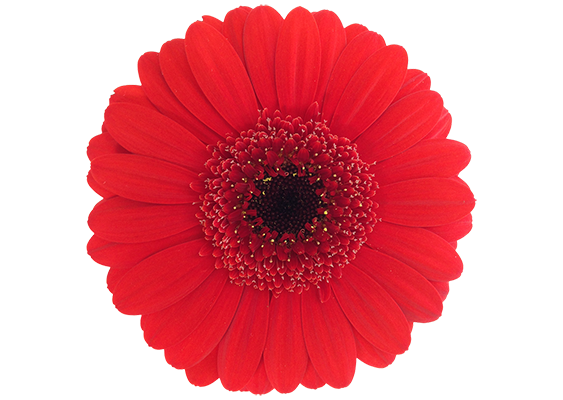 Suri