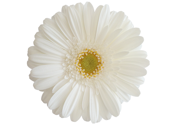 White star