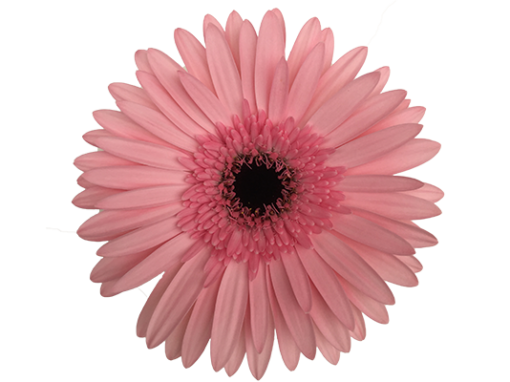 Damask