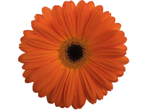 Orange Up
