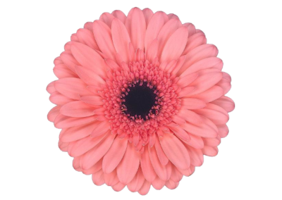 Gerbera's