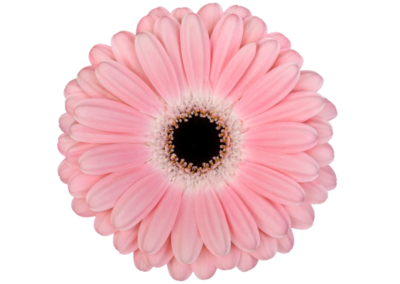 dulcie
